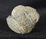Paraspirifer bownockeri (STEWART 1927) - Bild &copy; FossNet FossilienStore